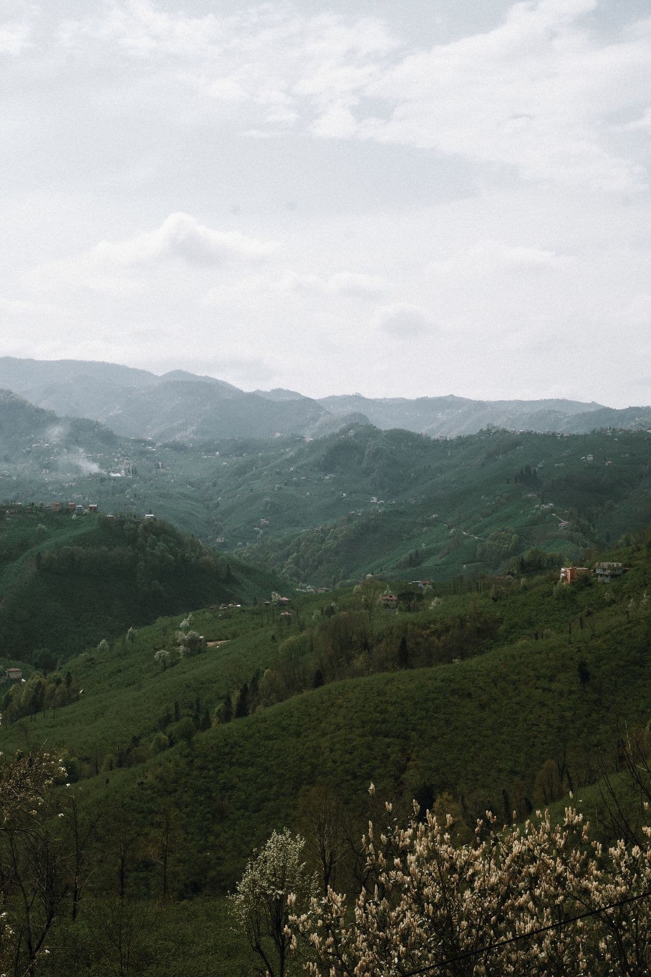 Glooiende heuvels met groen en mist