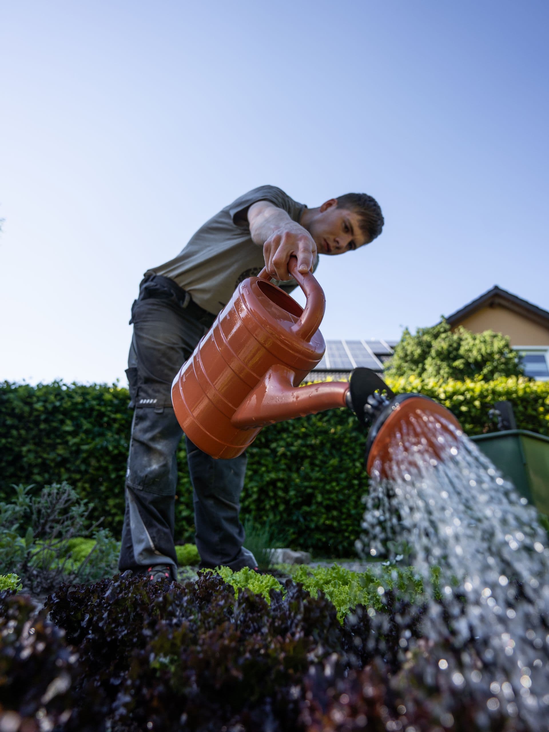 Hovenier verzorgt beplanting